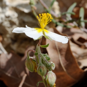 Photographie n°71941 du taxon Helianthemum apenninum (L.) Mill. [1768]