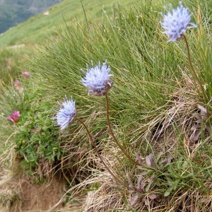 Photographie n°71952 du taxon Jasione laevis subsp. laevis