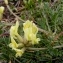  Alain Bigou - Oxytropis campestris subsp. campestris