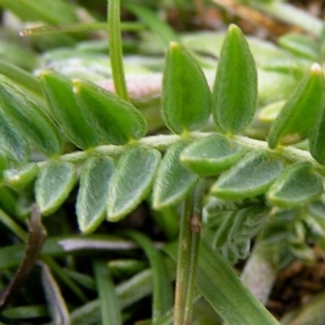  - Oxytropis campestris subsp. campestris