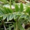 Alain Bigou - Oxytropis campestris subsp. campestris