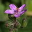  John De Vos - Erodium malacoides (L.) L'Hér.