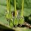  John De Vos - Erodium malacoides (L.) L'Hér.