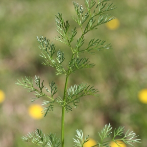 Photographie n°71967 du taxon Scandix pecten-veneris L.