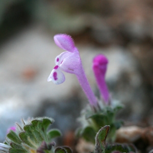 Photographie n°71974 du taxon Lamium amplexicaule L.