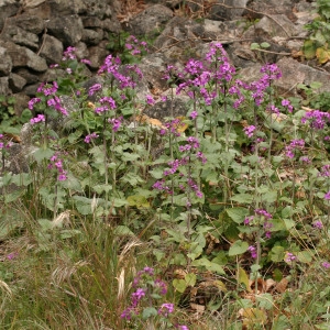 Photographie n°71976 du taxon Lunaria annua L.