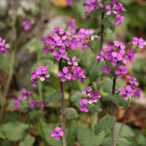 Photographie n°71977 du taxon Lunaria annua L.