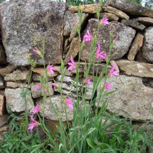 Photographie n°71986 du taxon Gladiolus italicus Mill. [1768]