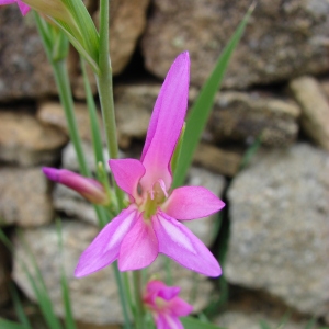 Photographie n°71987 du taxon Gladiolus italicus Mill. [1768]