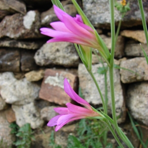 Photographie n°71989 du taxon Gladiolus italicus Mill. [1768]