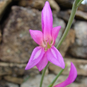 Photographie n°71990 du taxon Gladiolus italicus Mill. [1768]