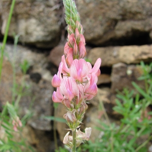  - Onobrychis arenaria (Kit.) DC. [1825]