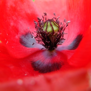 Photographie n°71997 du taxon Papaver rhoeas L.