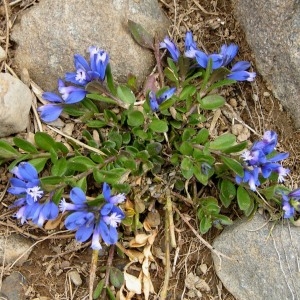 Photographie n°71998 du taxon Polygala alpina (DC.) Steud. [1821]