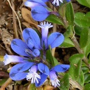 Photographie n°71999 du taxon Polygala alpina (DC.) Steud. [1821]