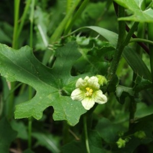 Photographie n°72004 du taxon Bryonia dioica Jacq. [1774]