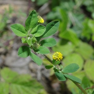 Photographie n°72015 du taxon Trifolium campestre Schreb. [1804]