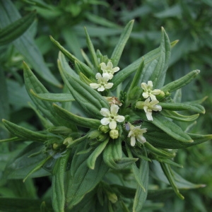 Photographie n°72025 du taxon Lithospermum officinale L. [1753]