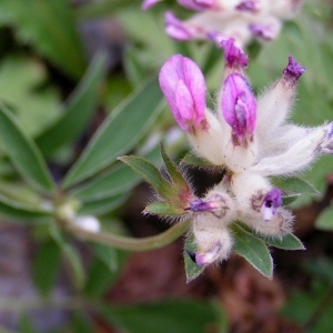  - Anthyllis vulneraria subsp. vulnerarioides (All.) Arcang. [1894]