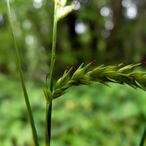 Carex sylvatica Huds. (Laiche des bois)