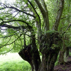 Photographie n°72054 du taxon Carpinus betulus L. [1753]