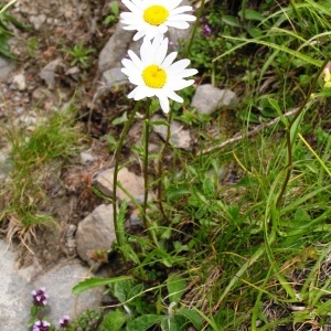 Photographie n°72062 du taxon Leucanthemum vulgare Lam. [1779]