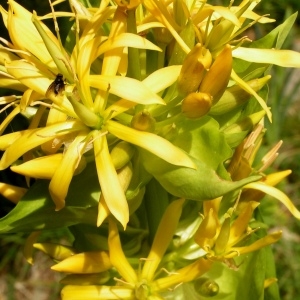 Photographie n°72064 du taxon Gentiana lutea subsp. lutea