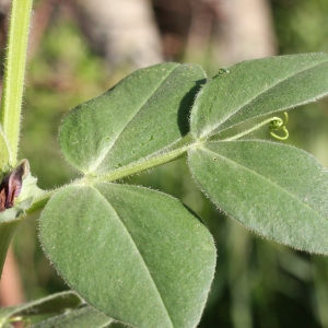 Photographie n°72065 du taxon Vicia narbonensis L. [1753]