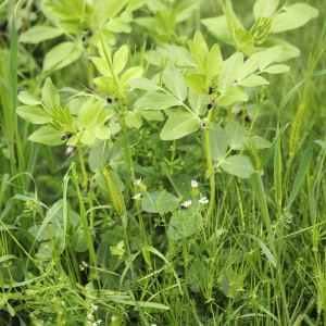 Photographie n°72066 du taxon Vicia narbonensis L. [1753]