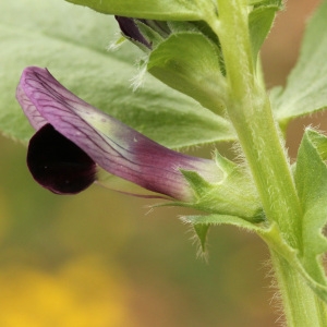 Photographie n°72069 du taxon Vicia narbonensis L. [1753]