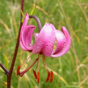 Photographie n°72075 du taxon Lilium martagon L.