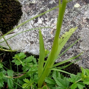 Photographie n°72082 du taxon Dactylorhiza maculata subsp. maculata