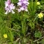  Alain Bigou - Dactylorhiza maculata subsp. maculata