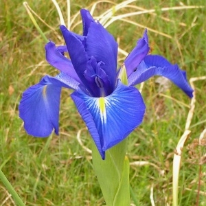 Photographie n°72085 du taxon Iris latifolia (Mill.) Voss [1895]