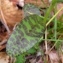  Alain Bigou - Dactylorhiza maculata subsp. maculata