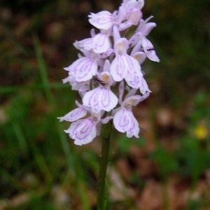 Photographie n°72087 du taxon Dactylorhiza maculata subsp. maculata