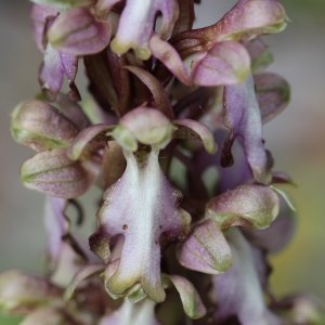 Photographie n°72088 du taxon Himantoglossum robertianum (Loisel.) P.Delforge [1999]