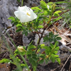 Photographie n°72092 du taxon Rosa pimpinellifolia L. [1759]