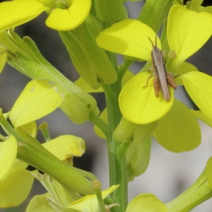 Photographie n°72094 du taxon Erysimum humile Pers. [1806]