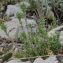  Marie  Portas - Arenaria aggregata (L.) Loisel.