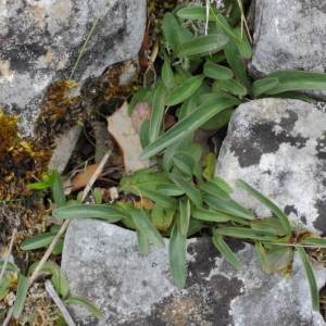 Photographie n°72100 du taxon Valeriana tuberosa L.