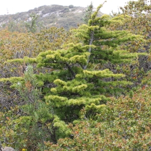 Photographie n°72104 du taxon Cedrus atlantica (Manetti ex Endl.) Carrière