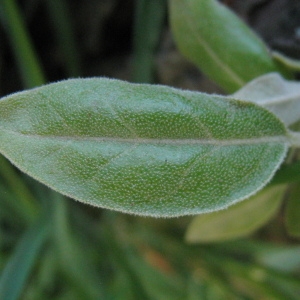 Photographie n°72139 du taxon Elaeagnus angustifolia L. [1753]