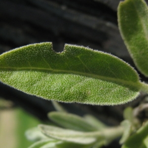 Photographie n°72140 du taxon Elaeagnus angustifolia L. [1753]