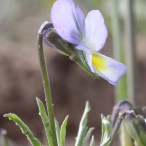 Photographie n°72158 du taxon Viola arvensis var. arvensis 