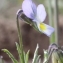  Marie  Portas - Viola arvensis var. arvensis 