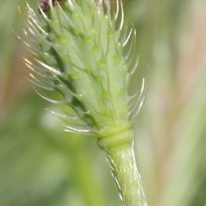 Photographie n°72160 du taxon Papaver hybridum var. ambiguum (Rouy & Foucaud) Bonnier