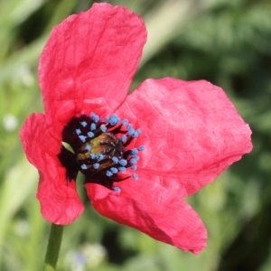 Papaver hybridum L. (Coquelicot hispide)