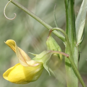 Lathyrus annuus var. latifolius Rouy (Gesse annuelle)