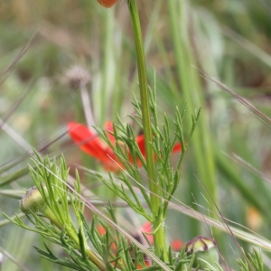 Photographie n°72166 du taxon Adonis flammea Jacq.